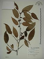 藏品(珍珠蓮)的圖片