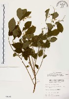 藏品(灰木)的圖片