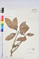 藏品(短尾柯、油葉杜、嶺南柯)的圖片