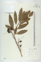 藏品(杜英、山杜英、蘭嶼杜英)的圖片