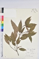 藏品(粗糠柴)的圖片