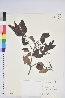 藏品(粗糠柴)的圖片