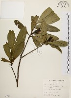 藏品(大頭茶)的圖片