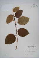 藏品(闊葉獼猴桃)的圖片