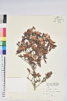 藏品(紅毛杜鵑)的圖片