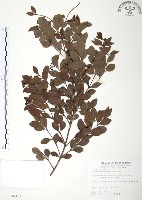 藏品(小葉赤楠)的圖片