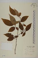 藏品(佩羅特木)的圖片