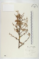 藏品(玉山胡頹子)的圖片