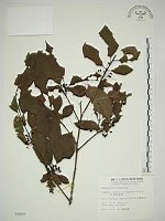 藏品(中原氏鼠李)的圖片