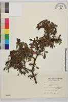 藏品(小葉鼠李)的圖片