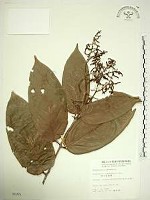 藏品(巒大雀梅藤)的圖片