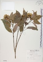 藏品(樟葉槭, 飛蛾子樹)的圖片