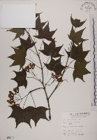 藏品(青楓)的圖片