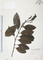 藏品(山香圓)的圖片