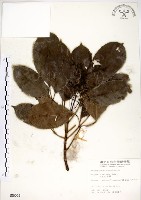 藏品(三葉山香圓)的圖片