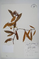 藏品(小錦蘭)的圖片