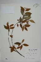 藏品(細梗絡石)的圖片