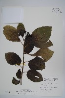 藏品(破布烏)的圖片