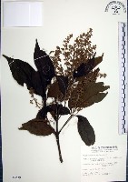 藏品(山埔姜)的圖片