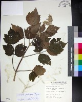 藏品(台灣牡丹藤、台灣草牡丹)的圖片