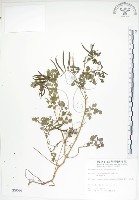 藏品(臺灣黃菫)的圖片