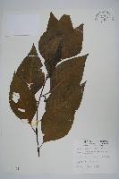 藏品(多子漿果莧)的圖片