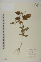 藏品(霍香薊)的圖片