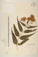 藏品(田代氏澤蘭)的圖片