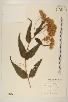 藏品(田代氏澤蘭)的圖片