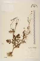 藏品(矮菊)的圖片