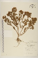 藏品(線球菊、田基黃)的圖片