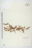 藏品(土丁桂)的圖片