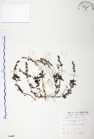 藏品(玉山水苦賈)的圖片