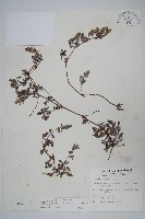 藏品(小獅子草)的圖片