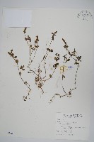 藏品(早田氏爵床)的圖片