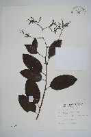 藏品(冷飯藤)的圖片