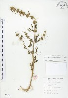 藏品(益母草)的圖片