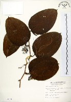 藏品(糙莖菝契)的圖片