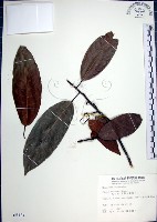 藏品(九重吹、九丁樹、脈葉榕、大葉九重吹)的圖片