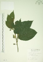 藏品(牛乳榕)的圖片