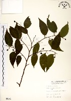 藏品(朴樹)的圖片