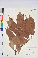 藏品(短尾柯、油葉杜、嶺南柯)的圖片