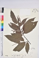 藏品(板栗)的圖片