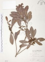 藏品(楊梅)的圖片