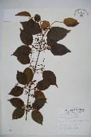 藏品(呂宋莢迷)的圖片