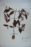 藏品(狹葉莢迷)的圖片