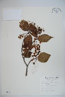 藏品(樺葉莢迷、玉山莢迷)的圖片