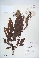 藏品(冇骨消)的圖片