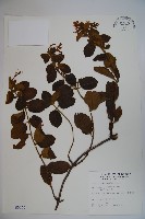 藏品(忍冬、金銀花)的圖片