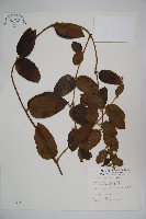 藏品(裡白忍冬、紅腺忍冬)的圖片